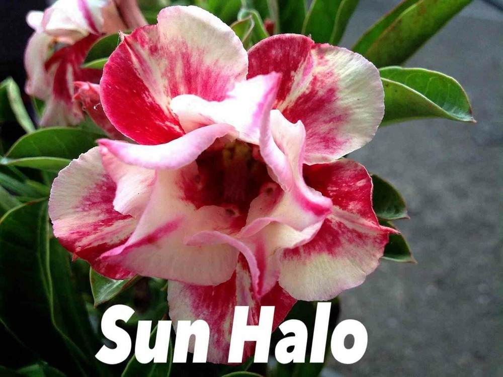 Adenium obesum cv.sun bonjouret rouge - caudex d'environ 150g