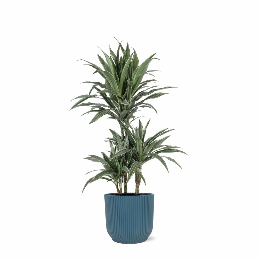 Dracaena warneckii et son pot relief bleu - hauteur 65cm