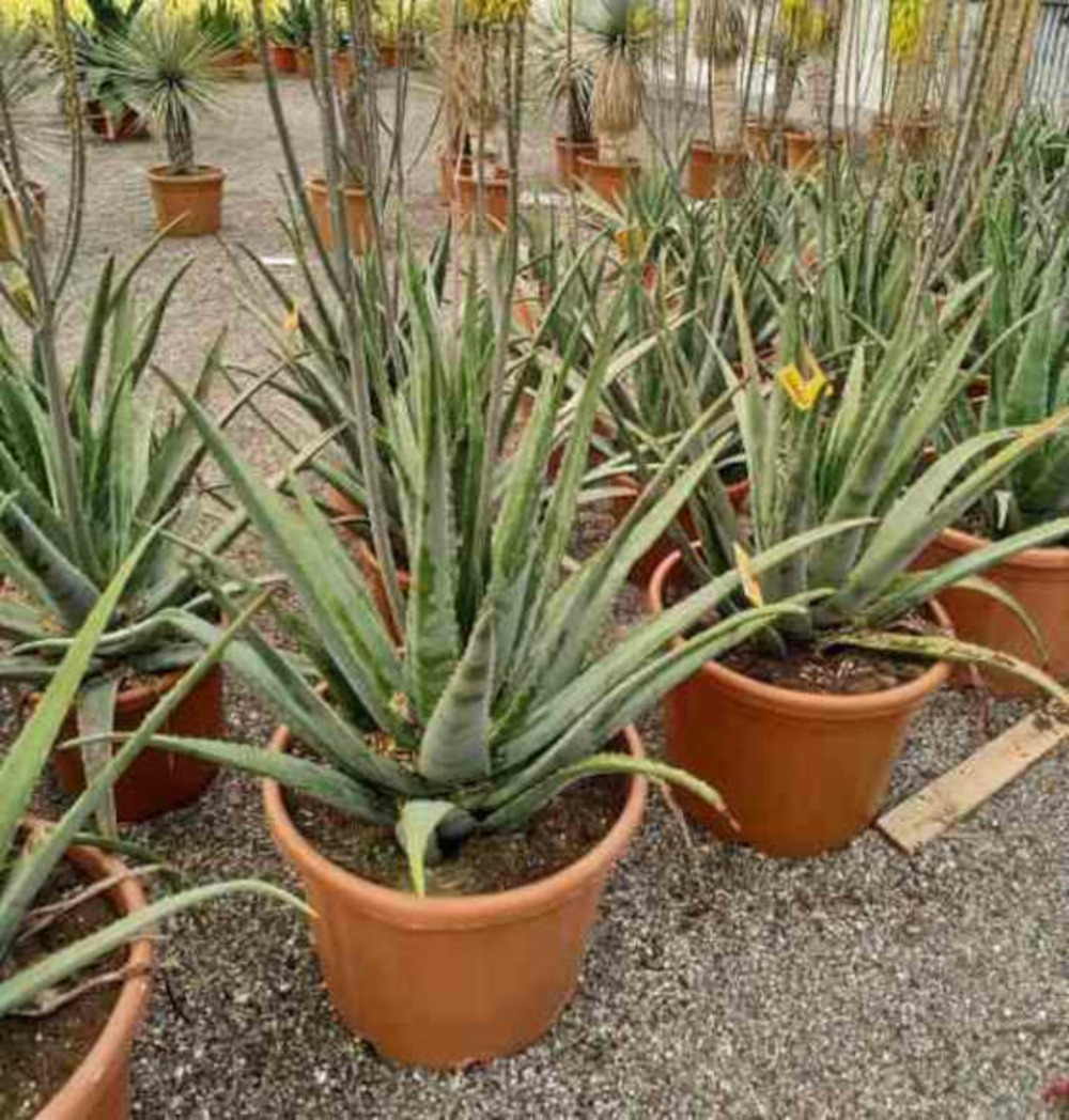 Aloe vera (syn. A. Barbadensis) pot de 2 litres ? 40/60 cm