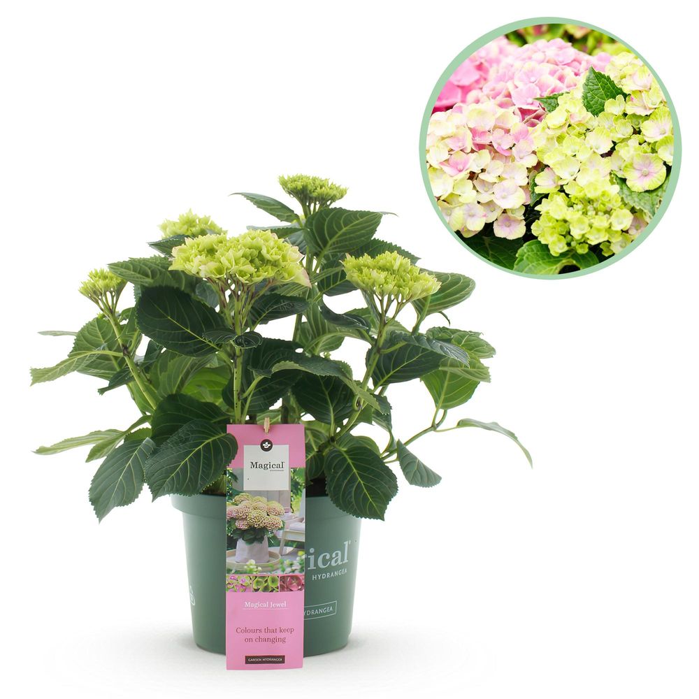 Hortensia magical jewel - pot 23 cm - hauteur 55 cm - rose - plante d'extérieur