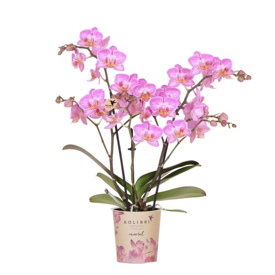 Orchidée phalaenopsis 'switzerland' rose (phalaenopsis) - pot de 9cm - plantes d'intérieur