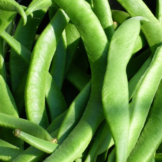 Graines de haricot nain mangetout roma 2 - vilmorin sachet