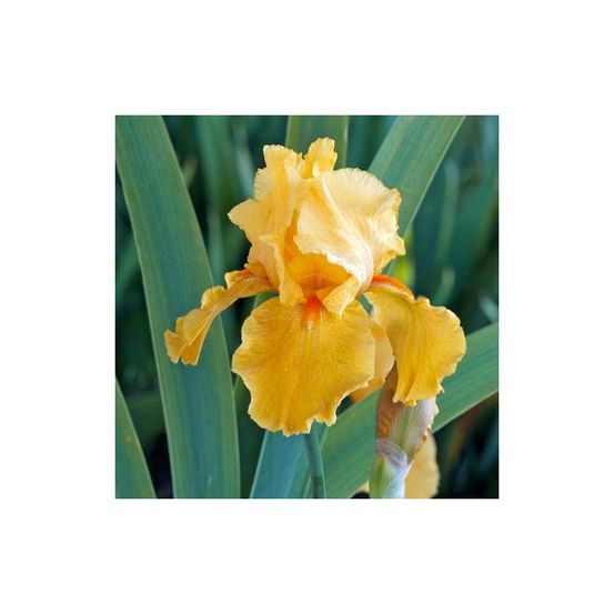 Iris des jardins flaming godet - 5/20 cm