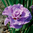 2 iris de sibérie pink parfait, le paquet de 2 racines nues