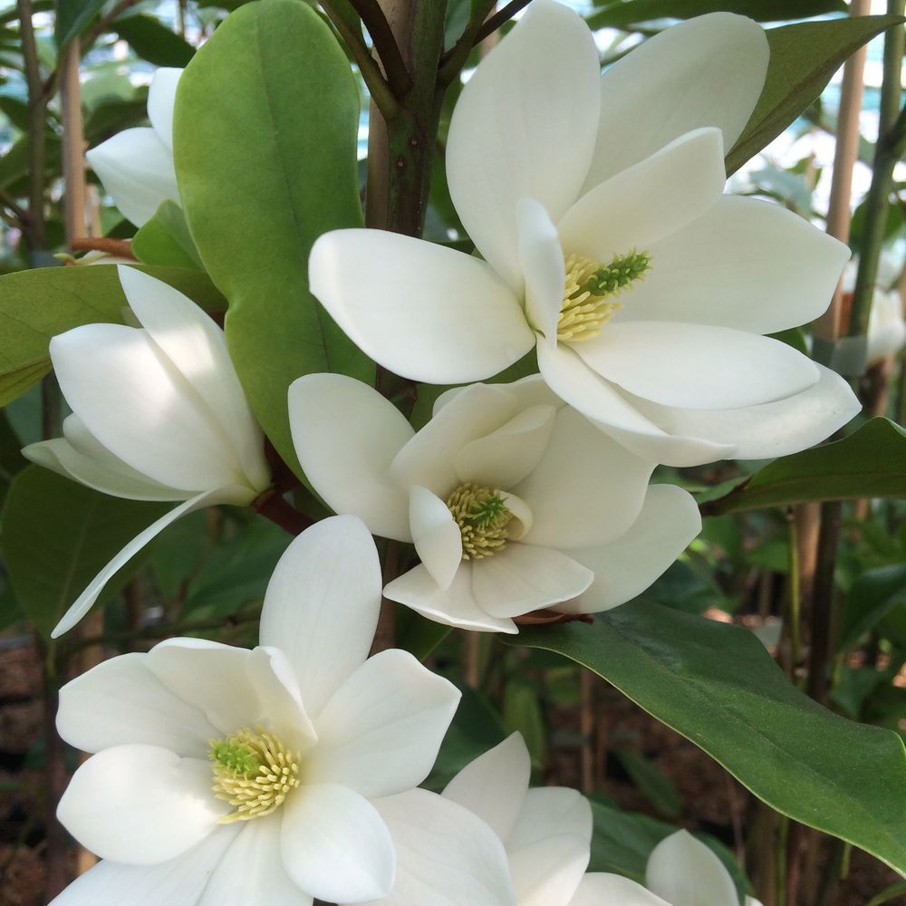 Magnolia 'fairy white'® -michelia- pot de 4l/5l