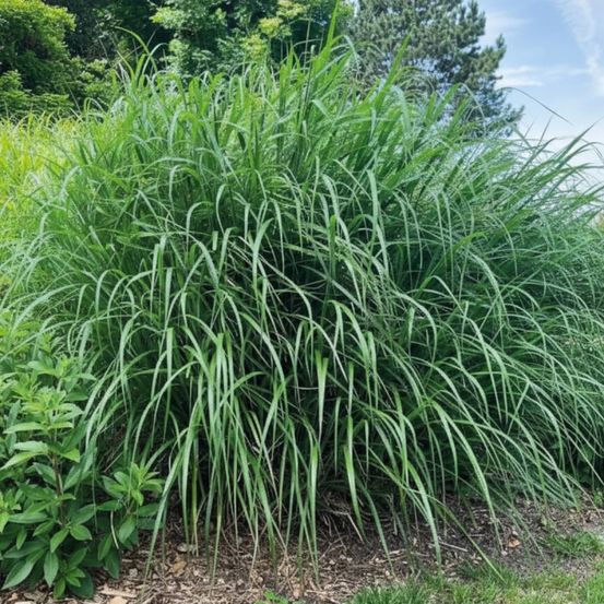 Miscanthus, roseau de chine miscanvert® lot de 5 godets