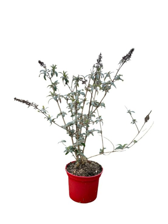 Buddleja empire blue c4l.