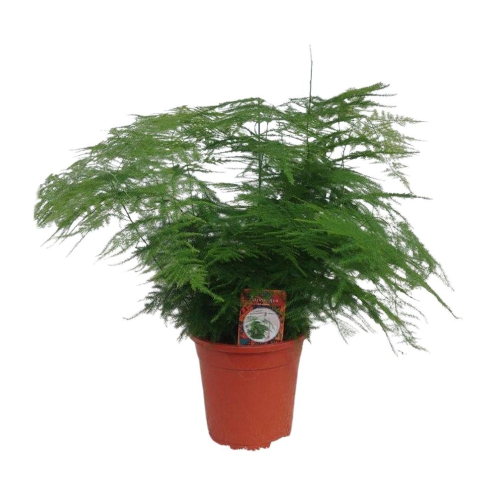 Asparagus setaceus - ø17cm - ↕45cm - plantes d'intérieur