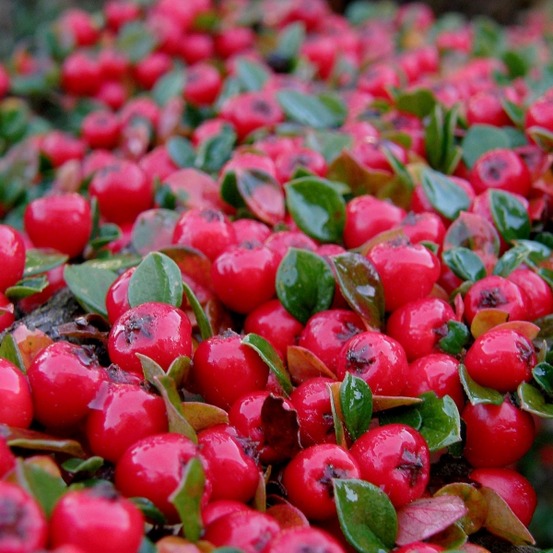 Cotonéaster 'coral beauty' godet de 8/9 cm
