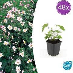 Lot de 48 - anemone tom. 'robustissima' - h10-25 cm