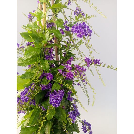 Duranta repens 'vanillier de cayenne' en pot ø 17cm / 50 à 60 cm
