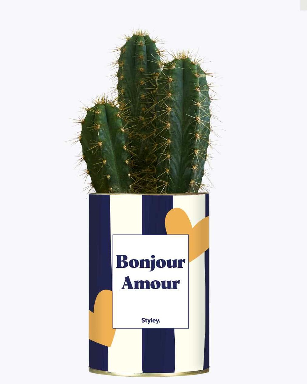 Plante facile à entretenir - bonjour amour - cactus
