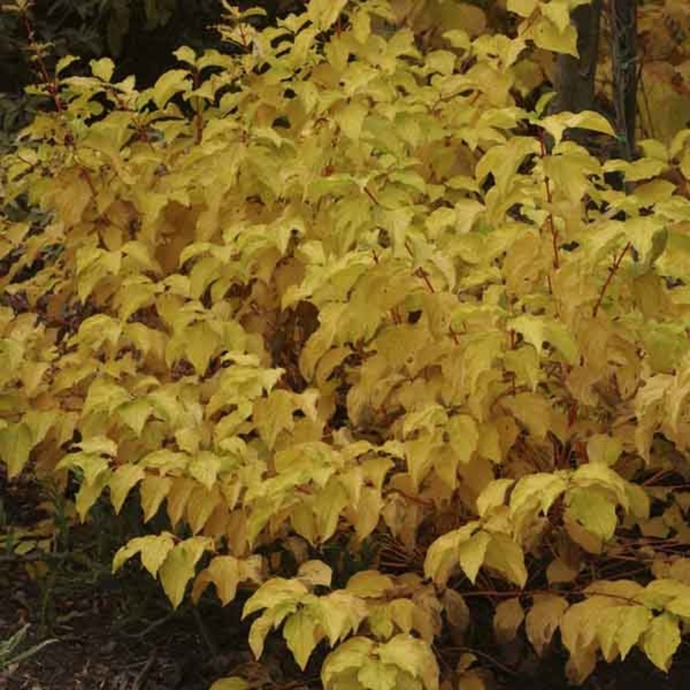 Cornouiller sanguin 'midwinter fire' pot de 2l/3l