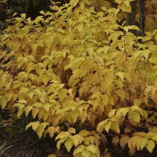 Cornouiller sanguin 'midwinter fire' pot de 2l/3l