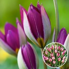 Tulipa pulchella persian pearl - bulbs de fleur x20 - tulipe - violet / blanc - tulips de hollande