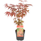 Acer palmatum 'atropurpureum' - érable du japon - arbuste - rustique - ⌀10,5 cm - ↕25-30 cm
