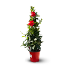 Dipladenia pyramide - plante fleurie - ↕ 70-80 cm - ⌀ 17 cm - plante d'extérieur - fleur rouge