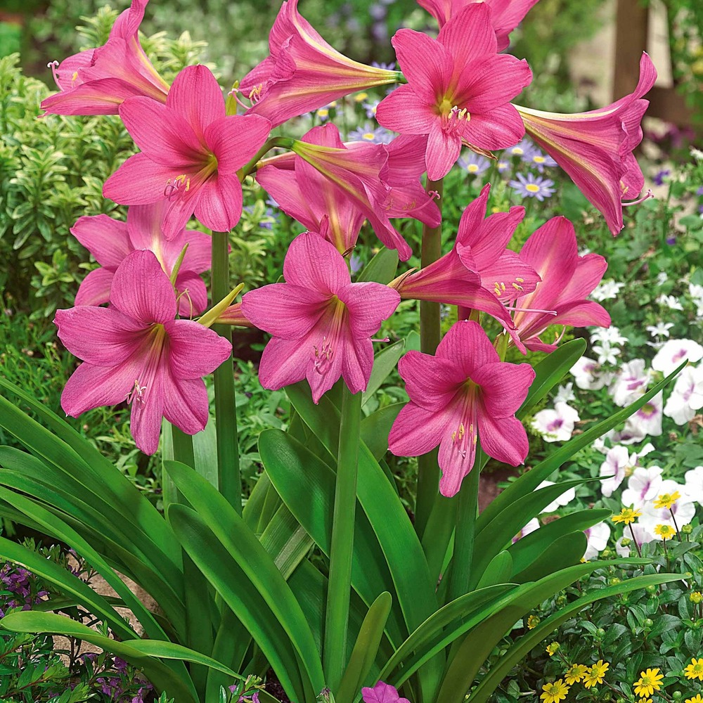 3 amaryllis de jardin douceur sucrée - le sachet de 3 bulbes / circonférence 13cm+, vendu par lot de 2