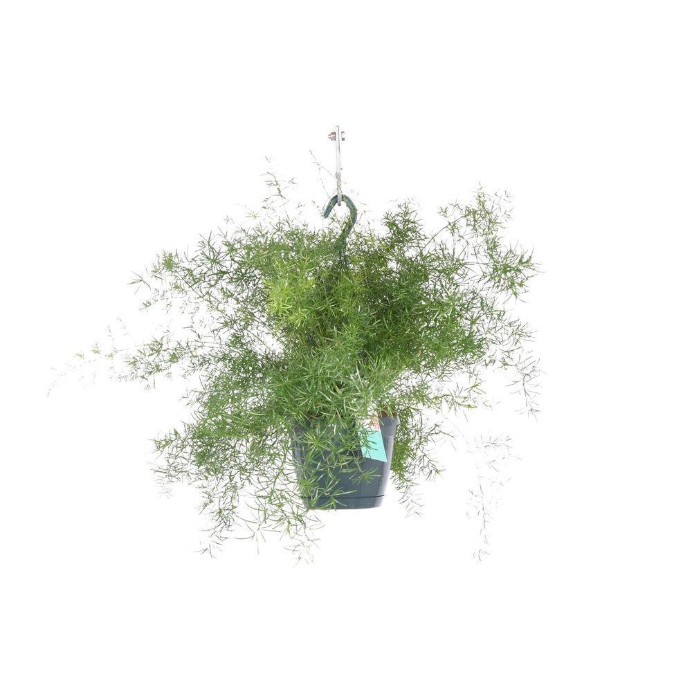 Asparagus sprengeri pendaison - ø17cm - ↕35cm - plantes d'intérieur