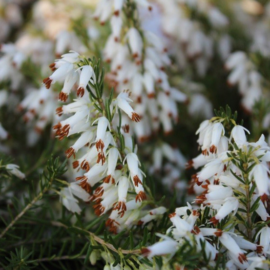 2 x bruyère des neiges blanc - erica carnea - 15-20 cm pot