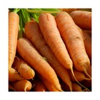 Graines de carotte touchon/daucus carota subsp. Sativus touchon[-]sachet de 5 gr.