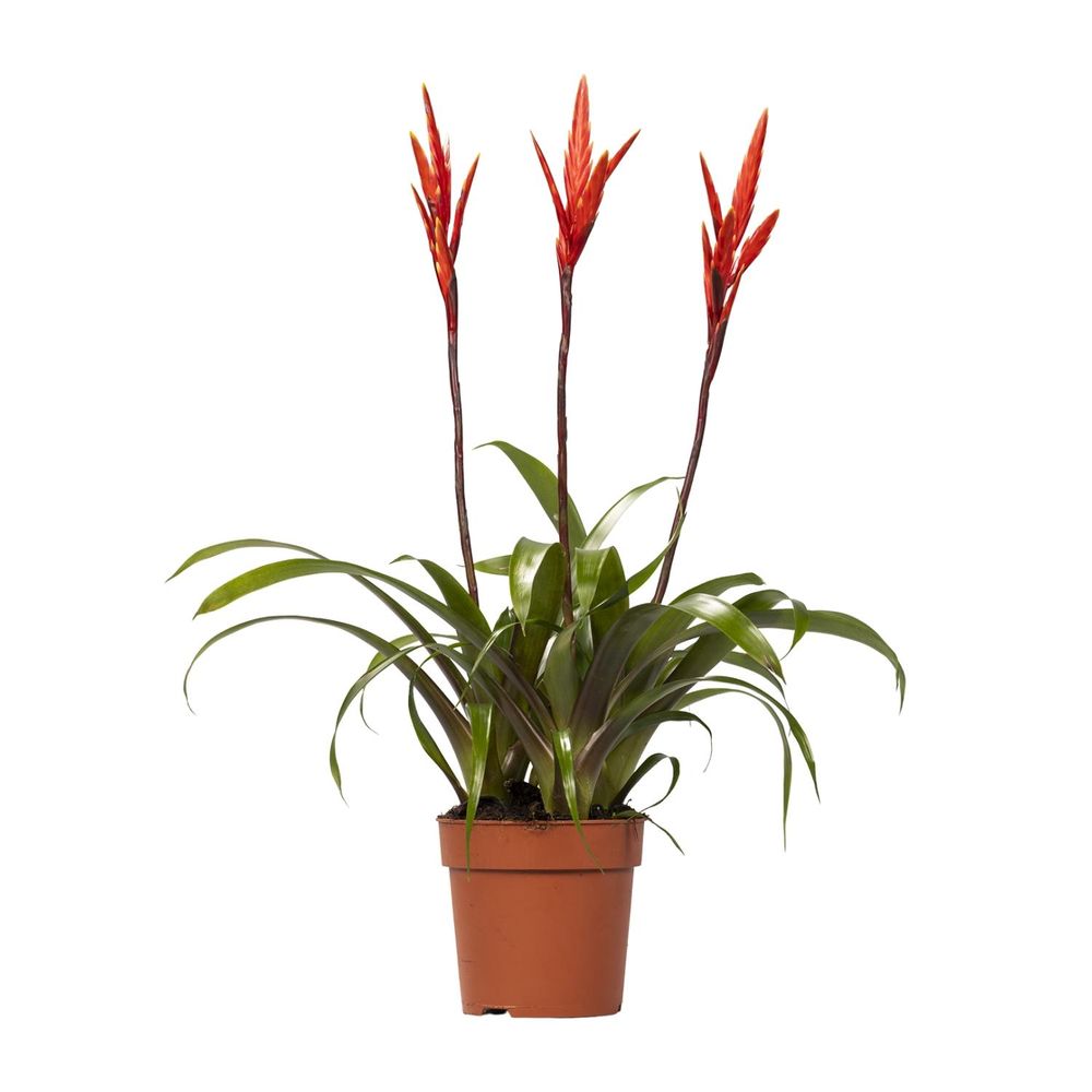 Vriesea elan toef - ø12cm - ↕55cm - plantes d'intérieur