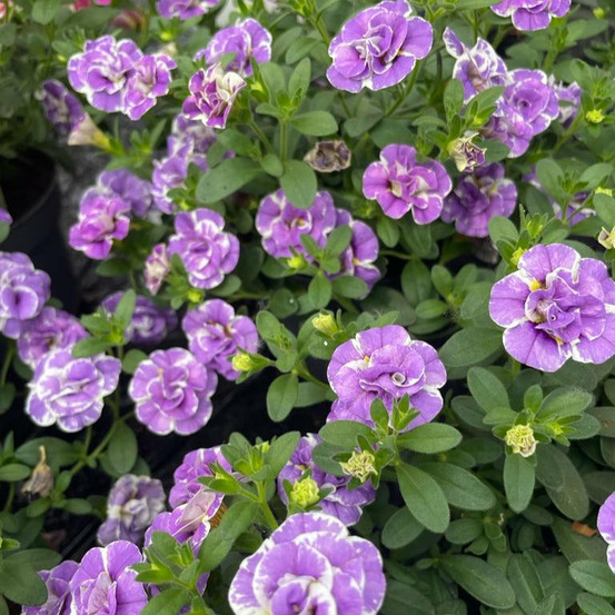 3 mini-pétunia double loopy lavande - les 3 pots / ø 10.5cm