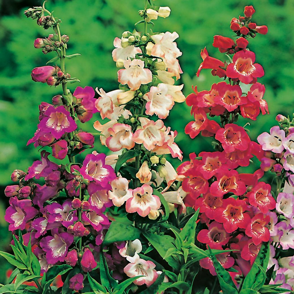 Offre penstemons - 6 godets plante vivace
