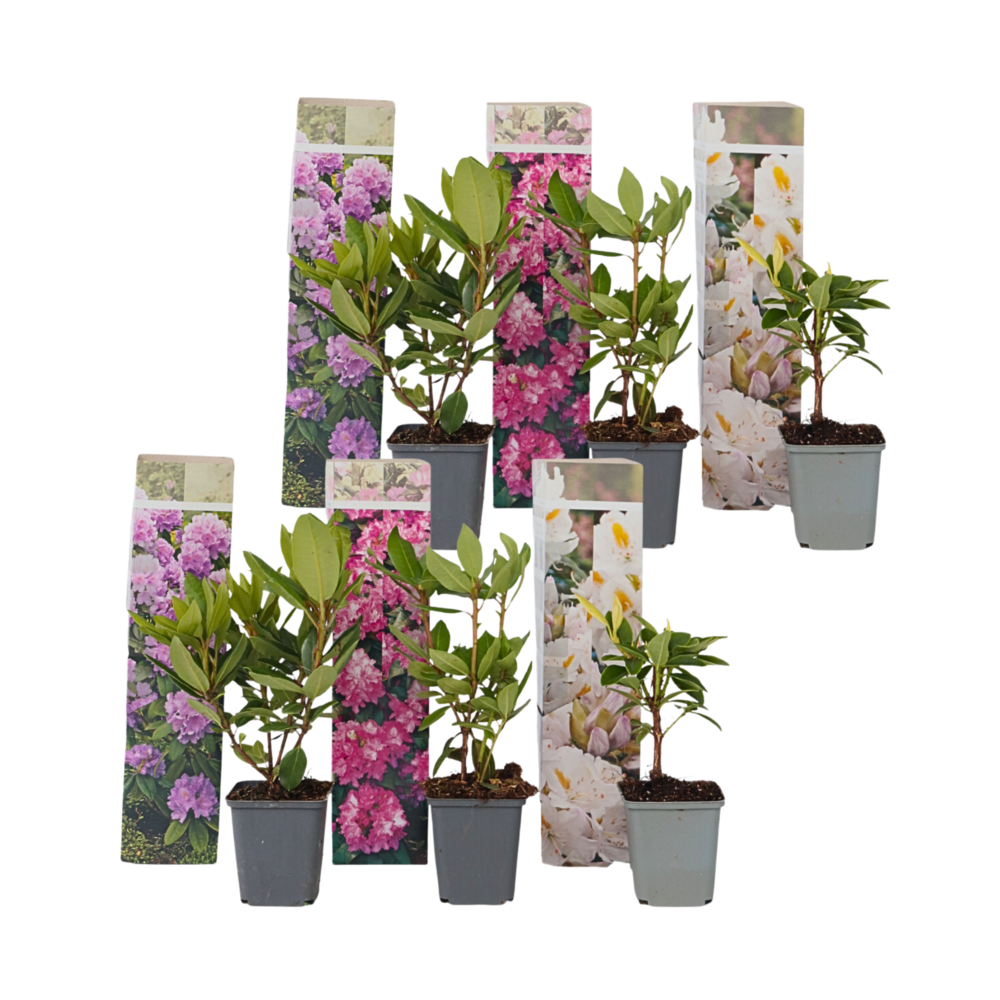Buisson à fleurs - set de 6 - rhododendron catawbiense - hauteur 25-40cm - ⌀9cm