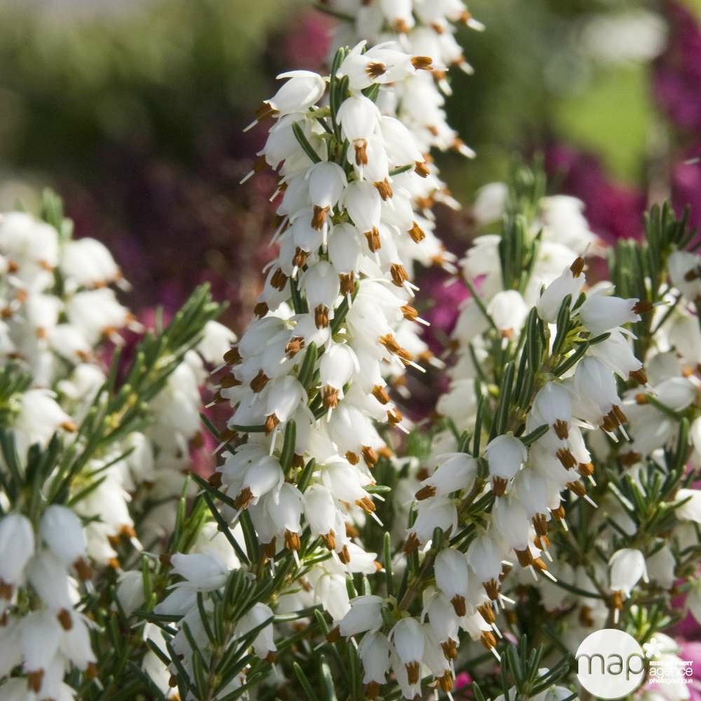 Erica x darleyensis 'white perfection' : 10 litres (blanche)