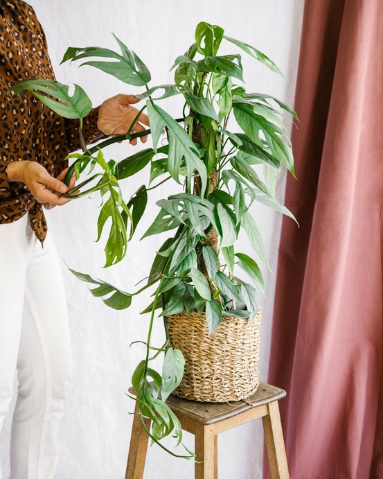 Epipremnum pinnatum cebu blue 65cm - plante d'intérieur