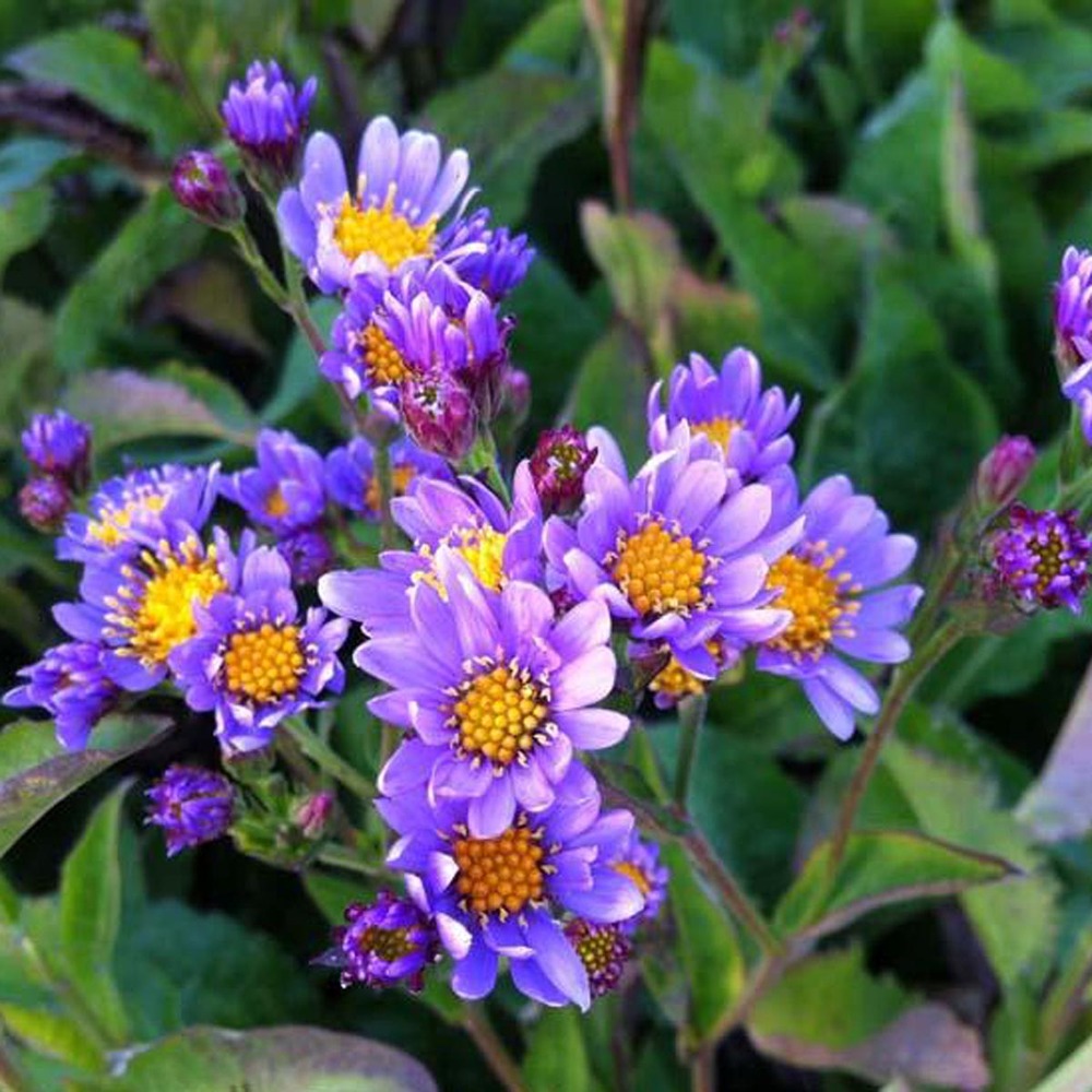 Aster de tartarie 'jindai' godet de 8/9 cm