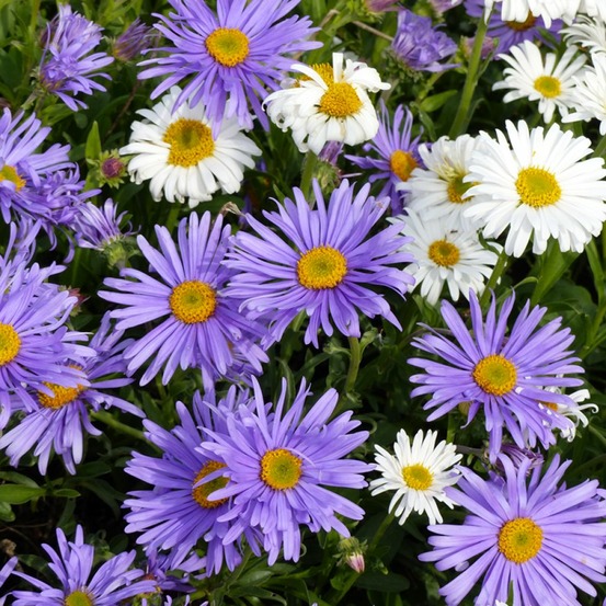 Aster des alpes le sachet de 150 graines environ (0,25g)