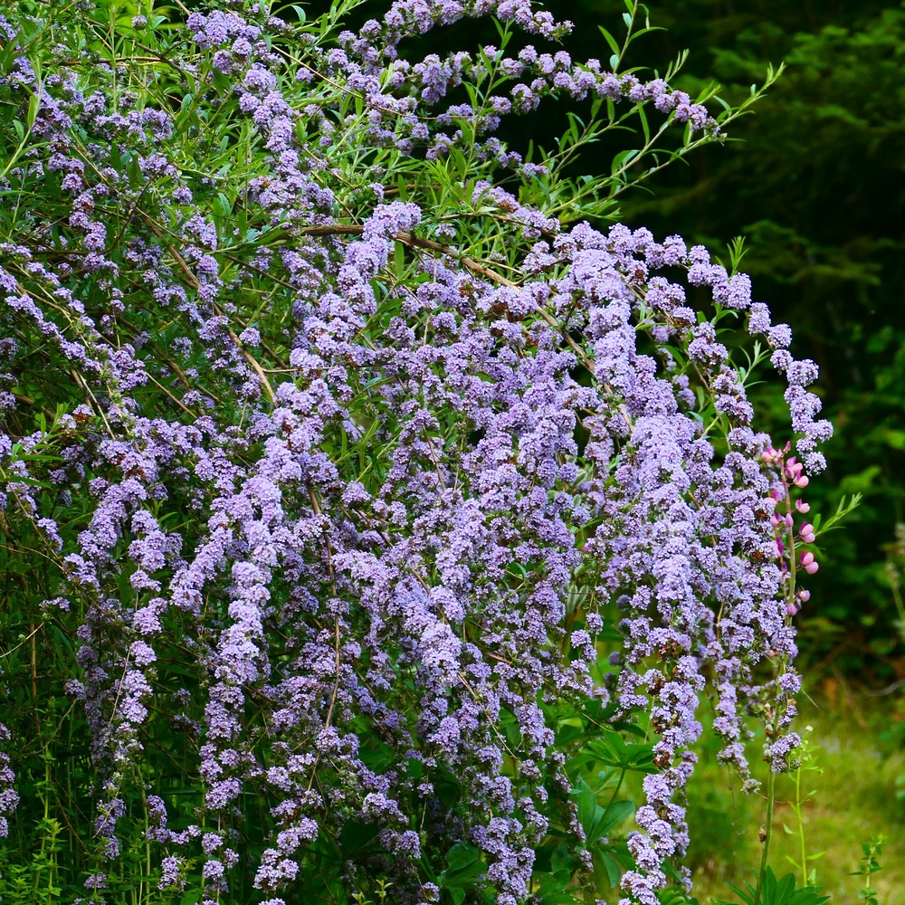 Arbre à papillons à feuilles alternes - le pot / ø 9cm, vendu par lot de 4