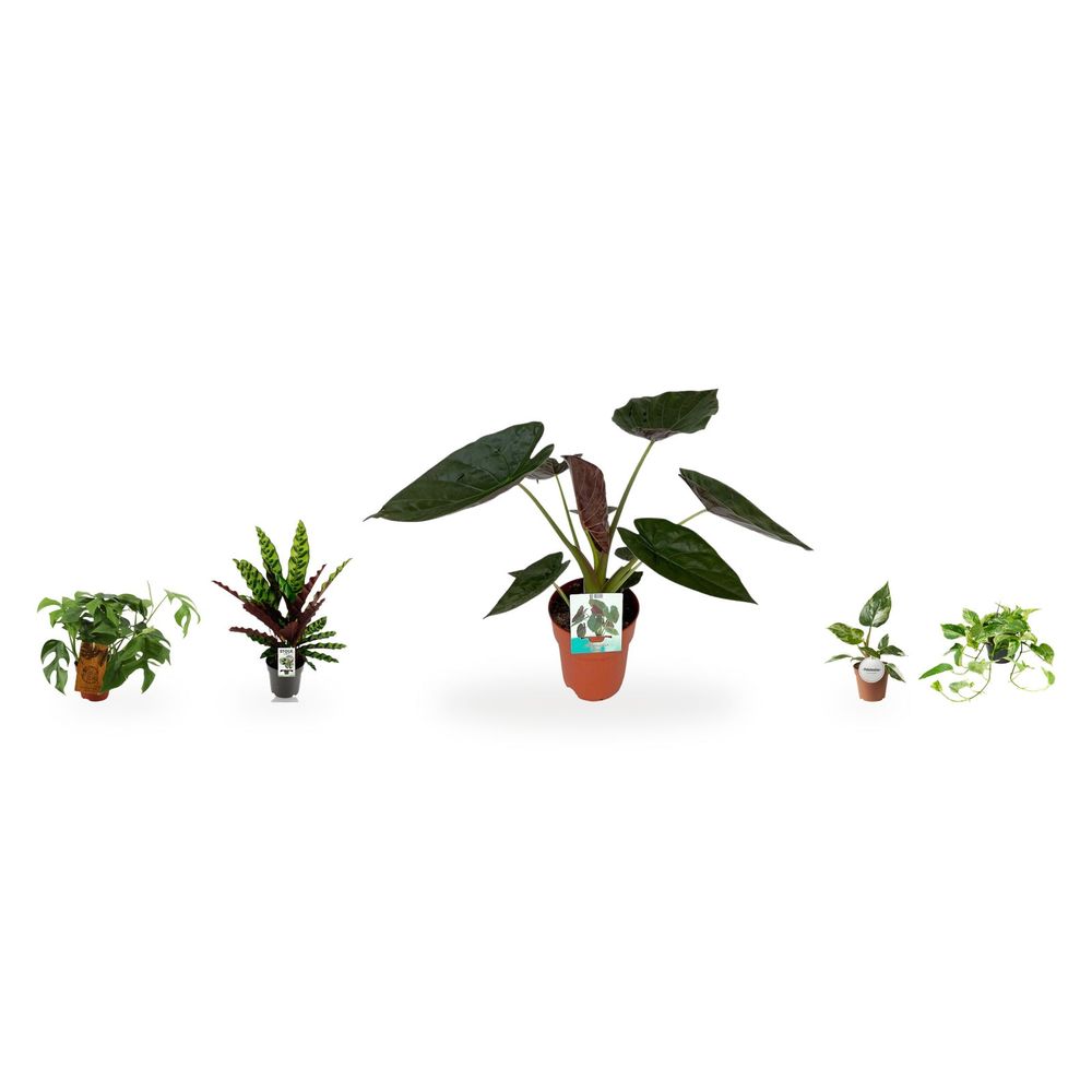 Coin jungle tropicale - alocasia wentii et 4 feuillages — lot de 5 plantes