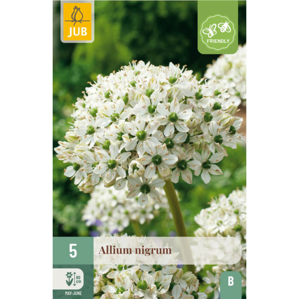 5 bulbes allium nigrum ail des indes multicolore