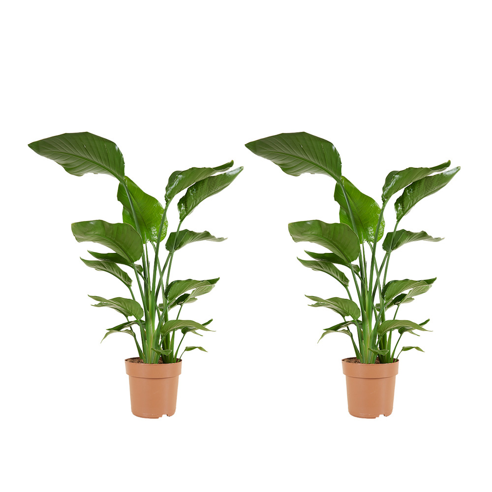 Lot de 2 - strelitzia nicolai - plante strelitzia - hauteur 70-80 cm - pot de 17 cm