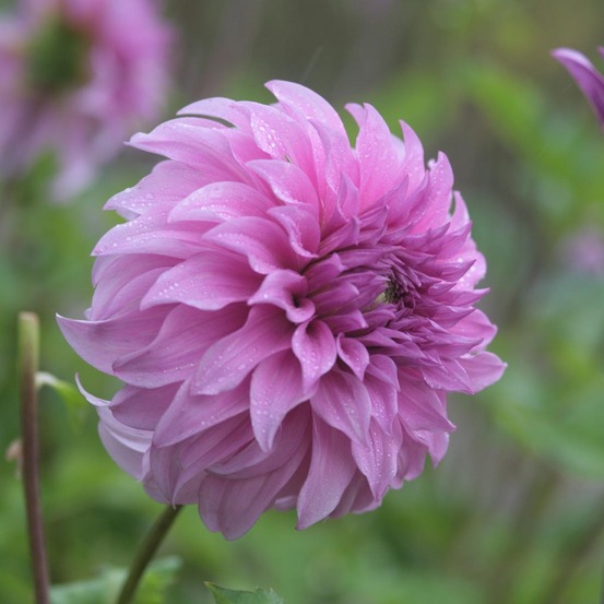 Dahlia géant décoratif 'vassio meggos' bulbe calibre i