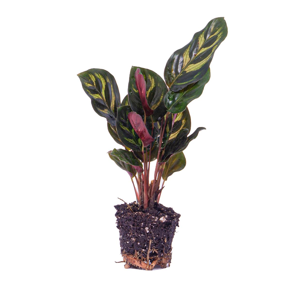 Plante d'intérieur - mini calathea makoyana 12cm