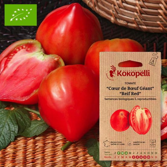 Tomate cœur de bœuf reif red- graines bio à semer