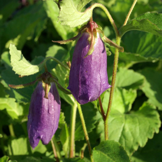 Campanule sarastro lot de 9 godets