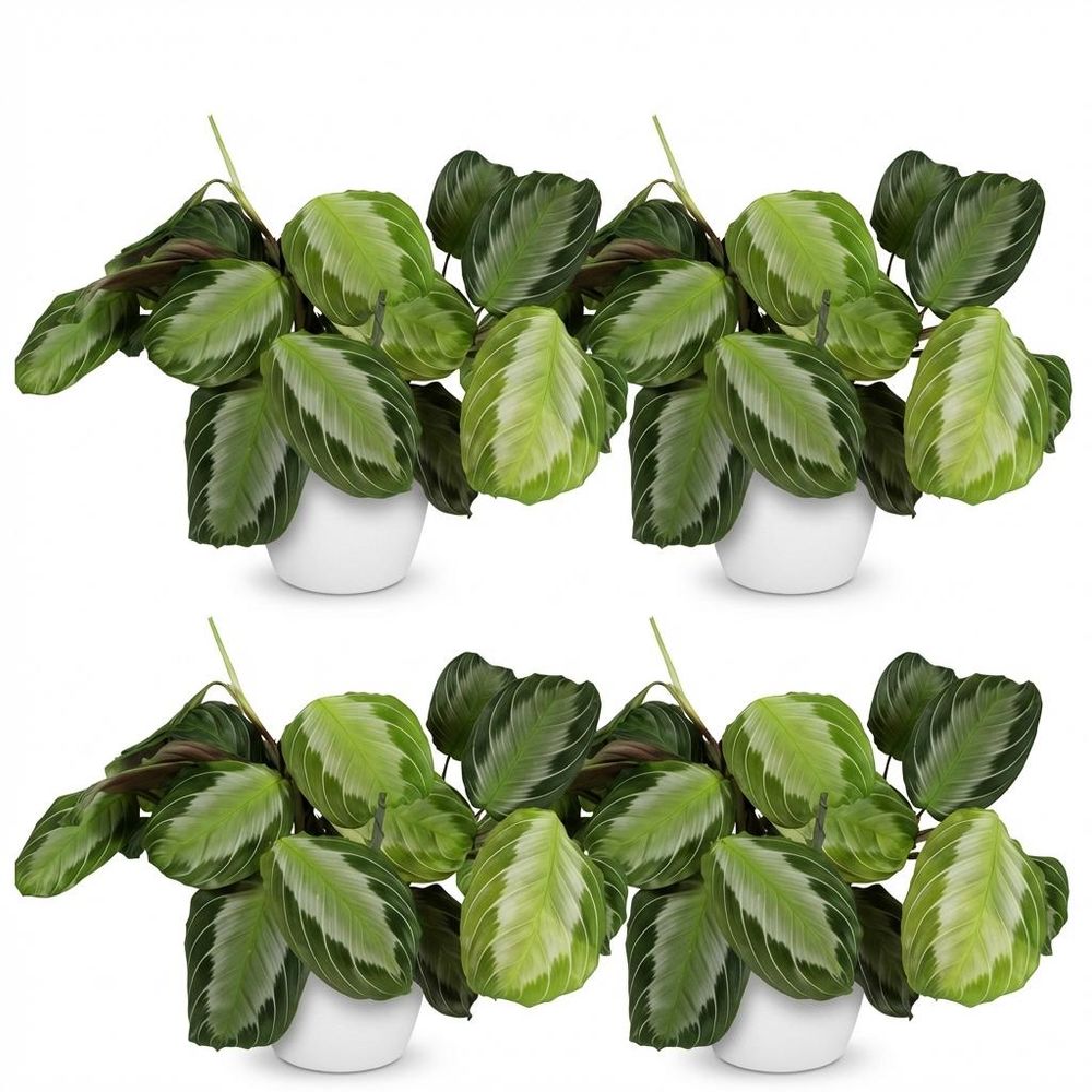 Maranta fascinator silverband - pet-friendly - pot de 12cm - hauteur 25-35cm