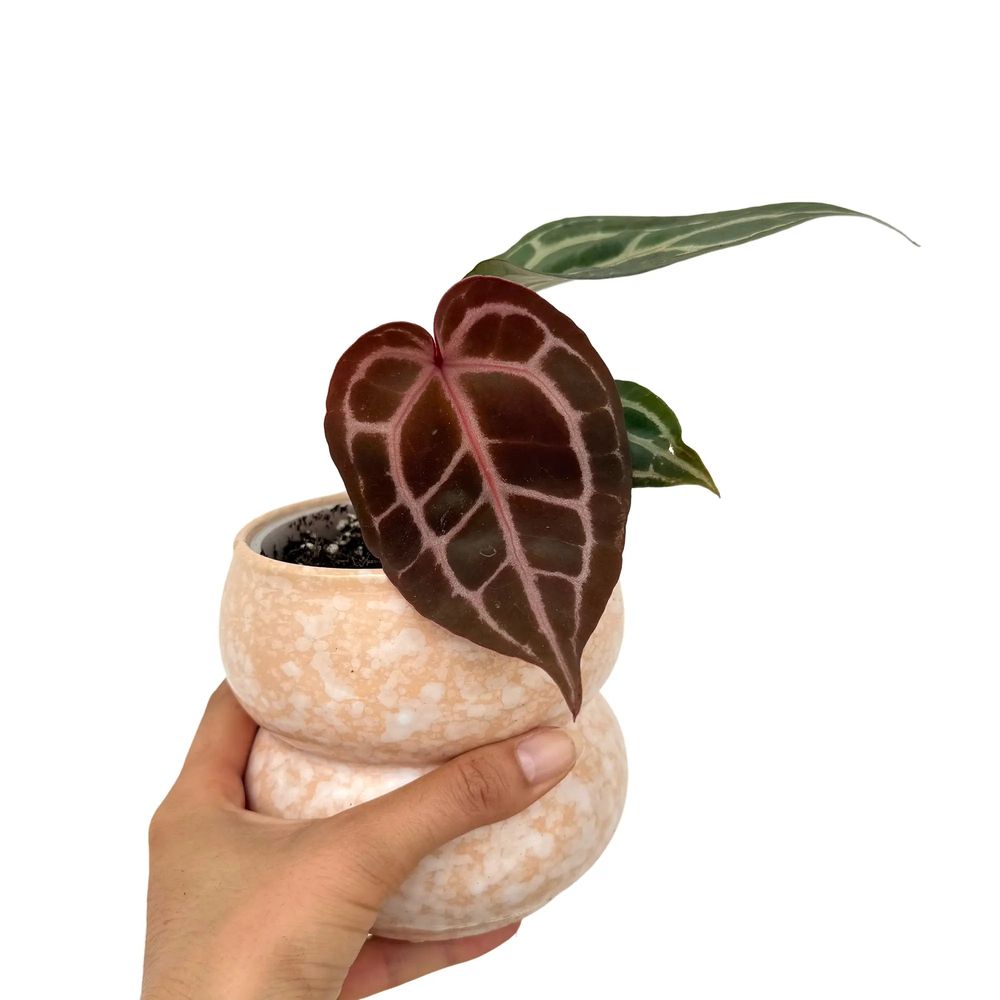 Anthurium docblock michelle - pot de 9cm - plantes d'intérieur