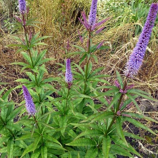 Veronicastrum virginicum 'cupid' godet de 8/9 cm