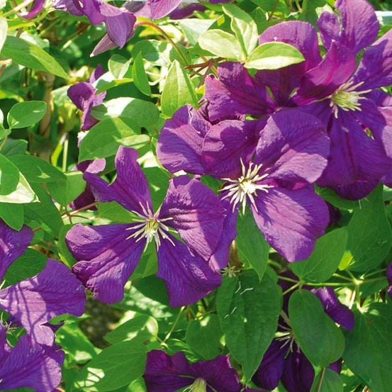 Clématite italienne 'etoile violette' pot de 2l/3l