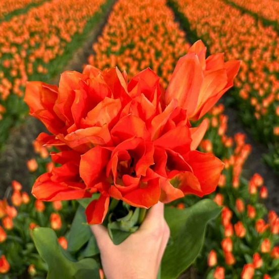 Orange emperor (tulipes) - 15 bulbes - taille 12+