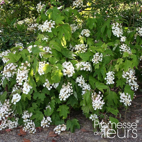 Hortensia à feuilles de chêne 'alice' pot de 2l/3l