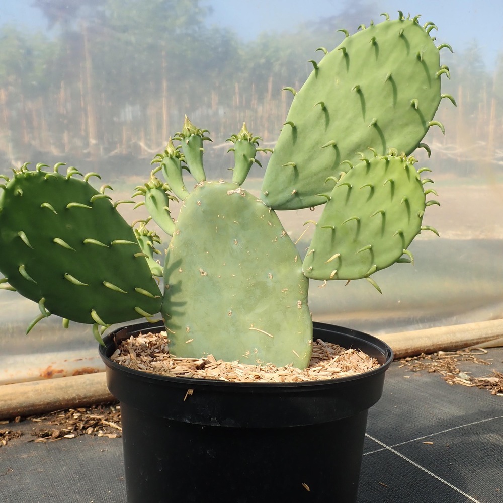 Cactus raquette 'ellisiana' pot de 4l/5l