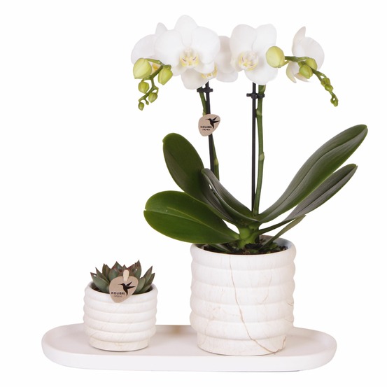 Coffret cadeau orchidée 'marble s' - phalaenopsis - hauteur 30cm