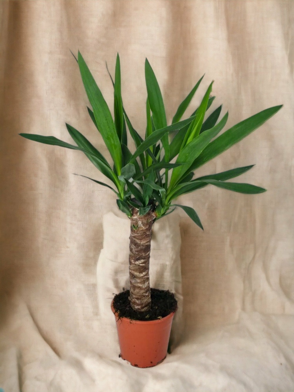 Plante d'intérieur - yucca 60cm